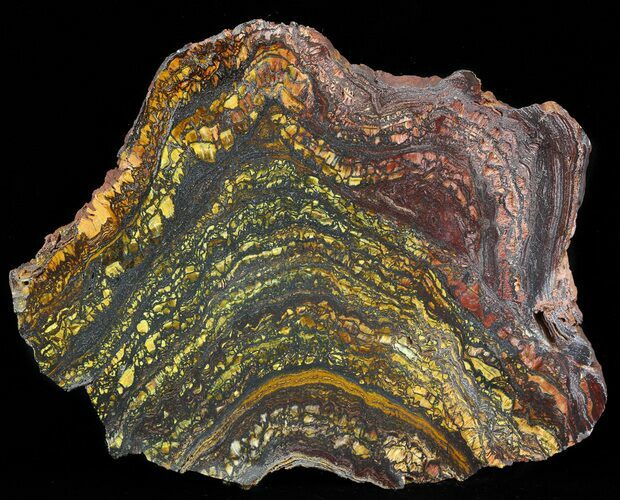 Polished Tiger Iron Stromatolite - ( Billion Years) #41089